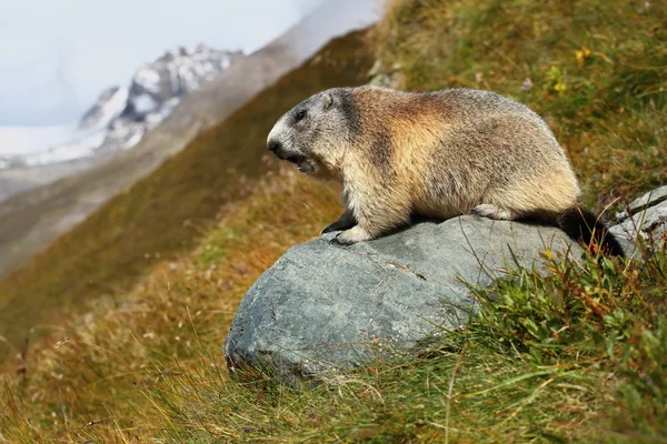Sifflement de marmotte — Photo