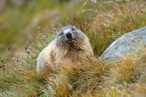 Nasses Murmeltier — Stockfoto