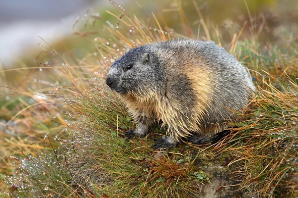 Murmeltier im Morgentau — Stockfoto