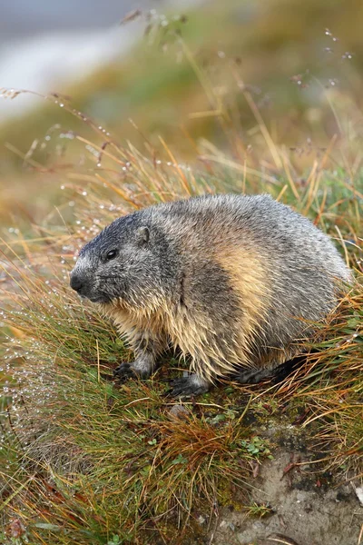 Im Morgentau — Stockfoto