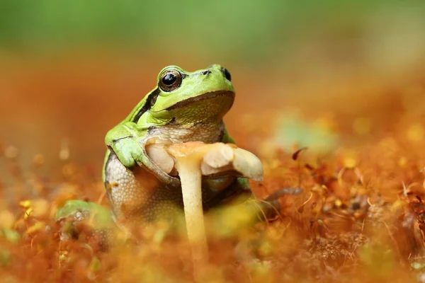 Tree frog met paddestoel — Stockfoto