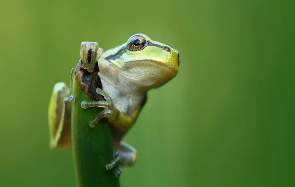 Krásný ree žába — Stock fotografie