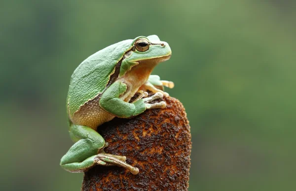 Duże drzewo żaba — Zdjęcie stockowe