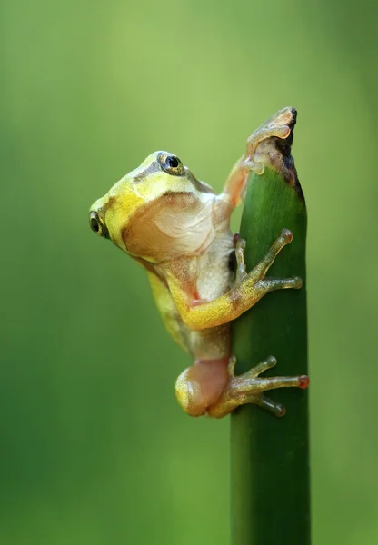 小さな木のカエル — ストック写真