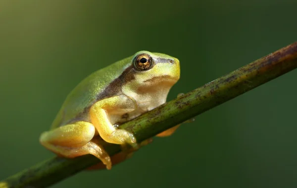Baby деревна жаба — стокове фото