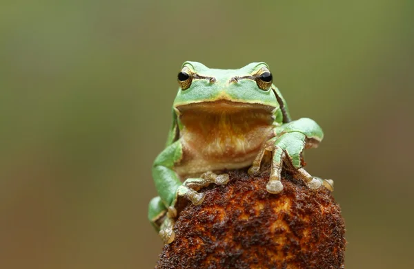 大人のアマガエル — ストック写真