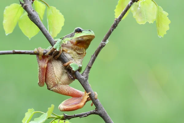 Жаба на дереві — стокове фото