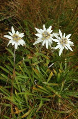 Alpine edelweiss clipart