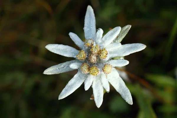 Edelweiss — Stockfoto