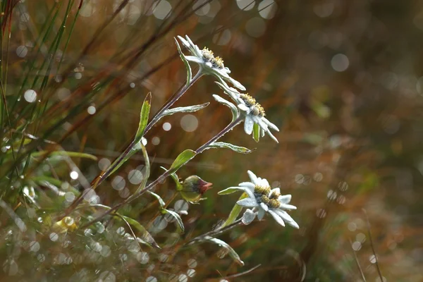 Mañana edelweiss —  Fotos de Stock