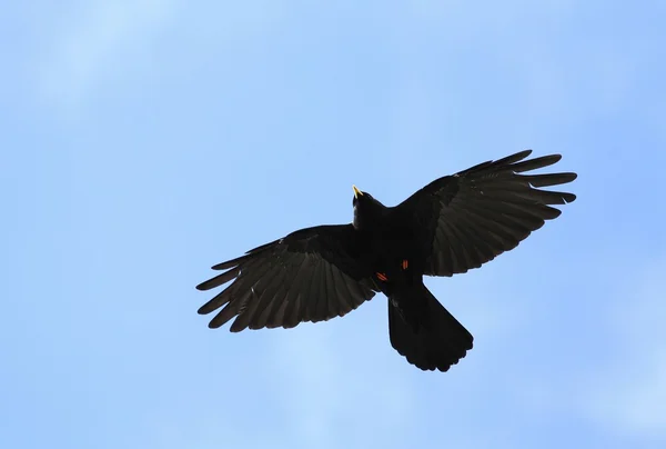 Alpine chough flying — Stock Photo, Image