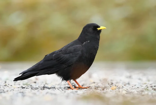 Zwarte Pyrrhocorax — Stockfoto