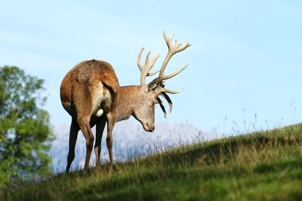 Cerfs perturbés — Photo