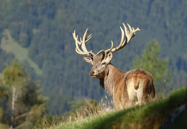 Cervo adorabile — Foto Stock