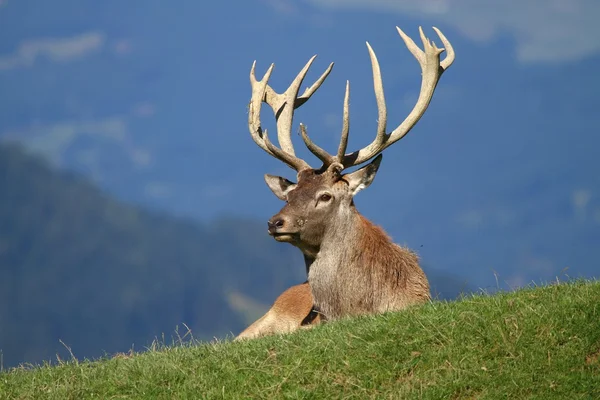 depositphotos_63575993-stock-photo-deer-having-a-rest.jpg