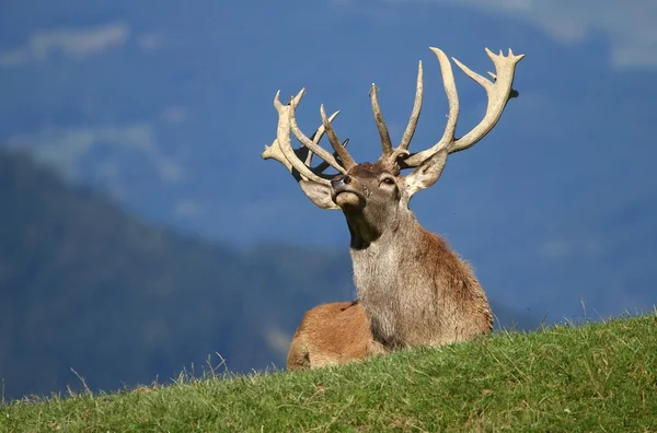 Herten snuiven — Stockfoto