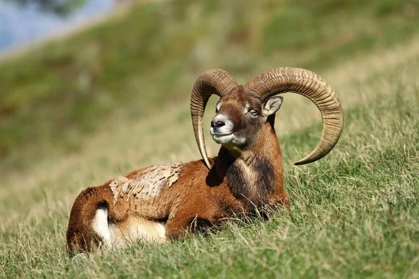 Moeflon RAM-geheugen — Stockfoto