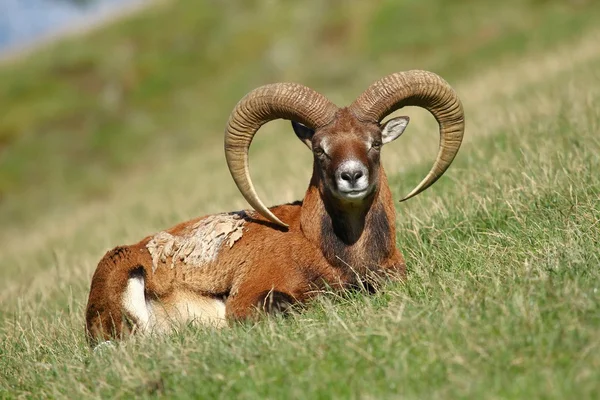 Mouflon em pasto — Fotografia de Stock