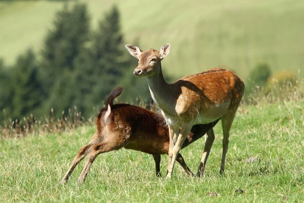 Fallow deer sucking — Stock Photo, Image