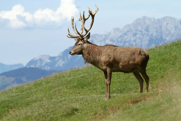 Cerf boueux — Photo