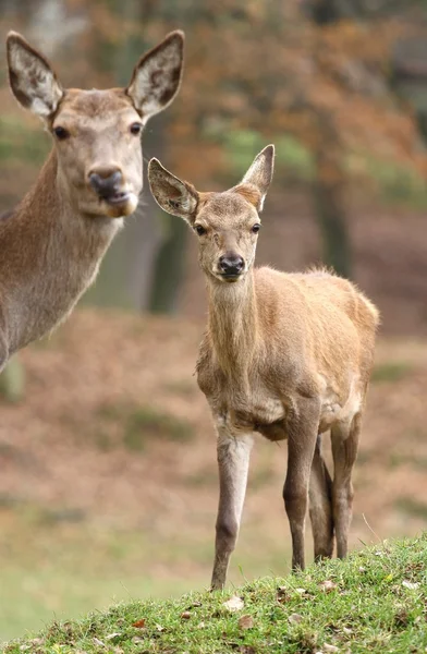 Madre cervo e bambino — Foto Stock