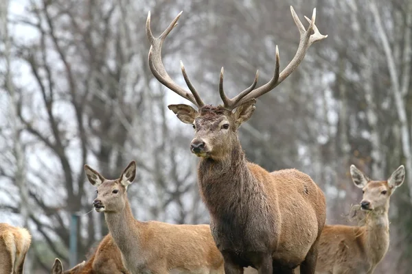 Majestátní jelen — Stock fotografie