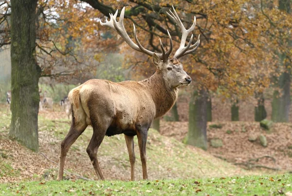 Autumn deer — Stock Photo, Image