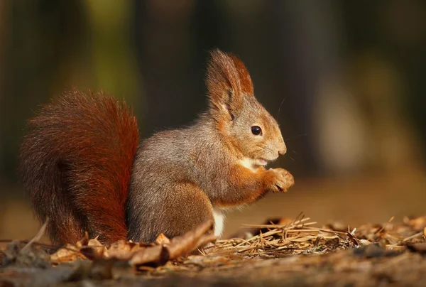 Scoiattolo rosso — Foto Stock