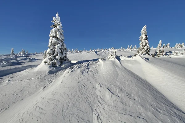 Vinter skönhet — Stockfoto