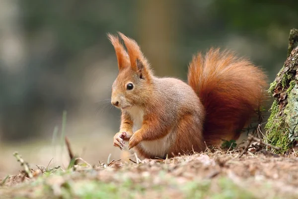 Foxy wiewiórka — Zdjęcie stockowe