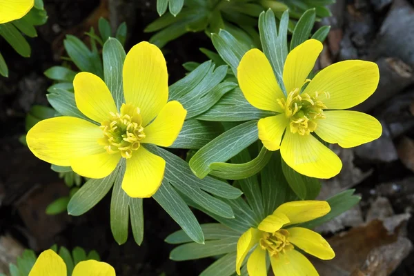 Eranthis hyemalis — стокове фото