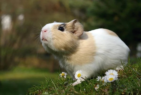 Guinea pig sniffing — Stock Photo, Image