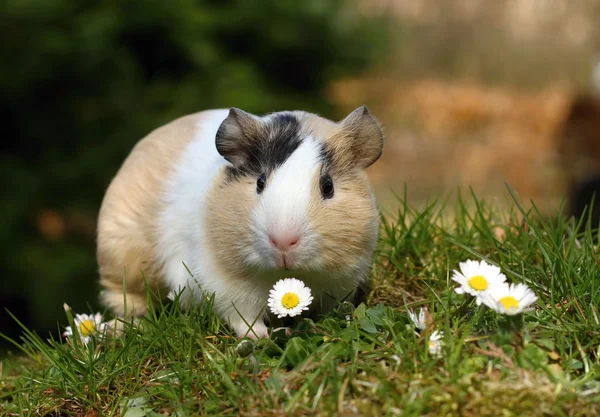 Porco da Guiné com margarida — Fotografia de Stock