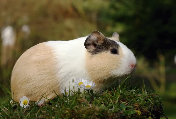 Gris från Guinea — Stockfoto