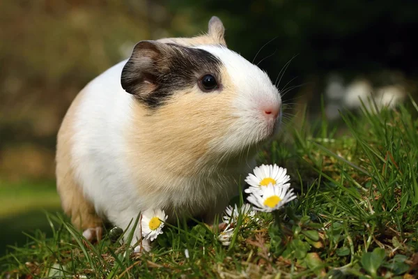 Lindo cobaya — Foto de Stock