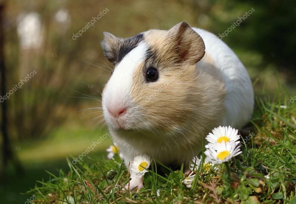 Adorable guinea pig — Stock Photo © hlavkom #70735197