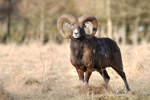 雄大な mouflon — ストック写真