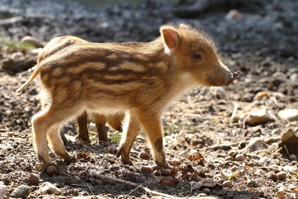 Ferkel — Stockfoto