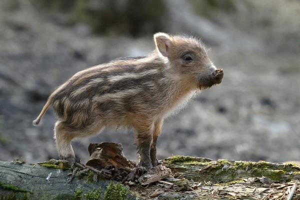 Gestreepte baby — Stockfoto