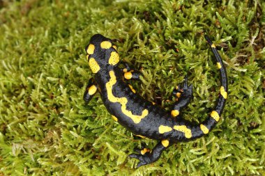 Salamandra semenderi