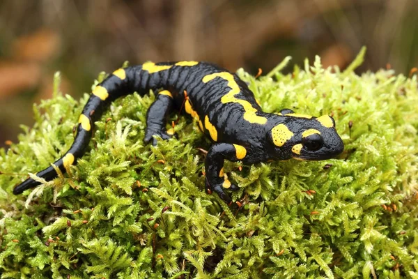 Salamandra sobre musgo —  Fotos de Stock