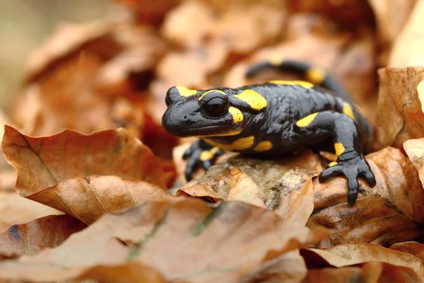 Spotted amphibian — Stock Photo, Image