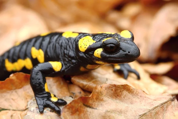 Salamandra detalle —  Fotos de Stock