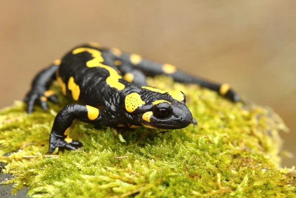 Tailed salamander — Stock Photo, Image