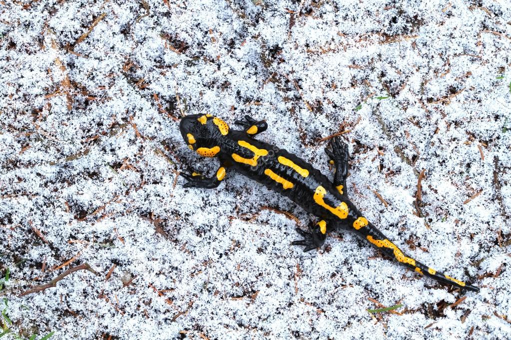 Salamander on snow