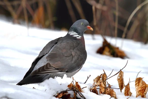 雪の中で野生の鳩 — ストック写真