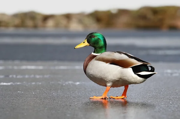 Pato salvaje — Foto de Stock