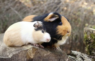 Eskiden şiling şimdi domuz aşk