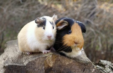 Eskiden şiling şimdi domuz arkadaşlar