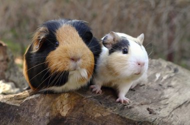 Eskiden şiling şimdi domuz arkadaşları